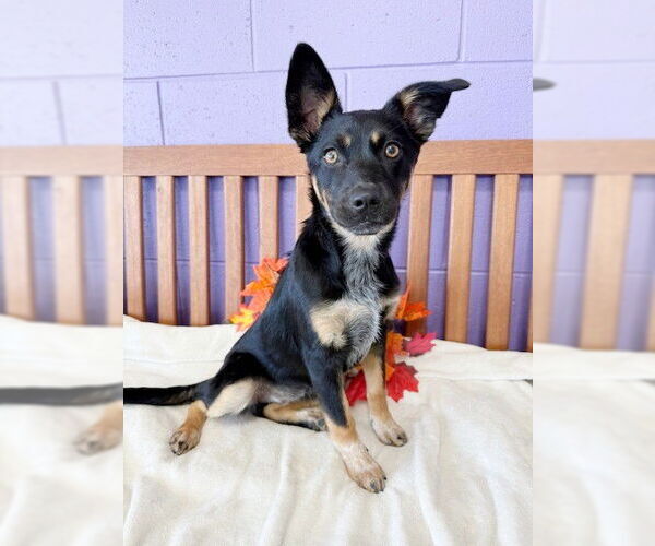 Medium Photo #1 Mutt Puppy For Sale in Genesee, WI, USA