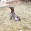 Small Photo #1 German Shorthaired Pointer Puppy For Sale in WEST JORDAN, UT, USA
