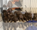 Litter of 11 - Male(s) and Female(s) Labrador RetrieverLitter of Puppies for Sale - Small photo