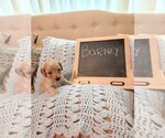 Small Photo #6 Goldendoodle (Miniature) Puppy For Sale in GREELEY, CO, USA