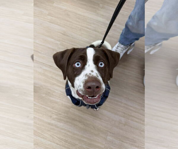 Medium Photo #7 Beagle-Unknown Mix Puppy For Sale in Westwood, NJ, USA