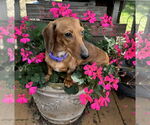 Small #1 Dachshund