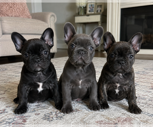 French Bulldog Dogs for adoption in LOS ANGELES, CA, USA