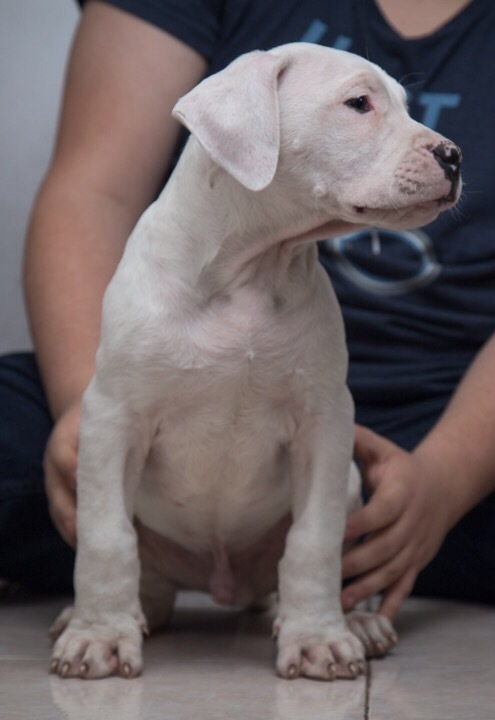 Medium Photo #6 Dogo Argentino Puppy For Sale in COLLEGE STA, TX, USA