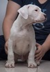 Small Photo #6 Dogo Argentino Puppy For Sale in COLLEGE STA, TX, USA