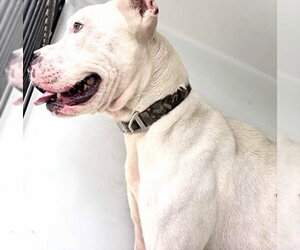 Boxer Dogs for adoption in Houston, TX, USA