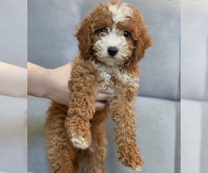 Cavapoo Puppy for sale in ARCADIA, CA, USA