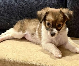 Chihuahua-Unknown Mix Dogs for adoption in Holly Springs, NC, USA