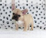 Small Photo #2 French Bulldog Puppy For Sale in SOUTH LAKE, TX, USA