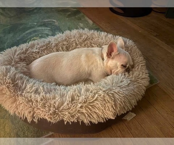 Medium Photo #1 French Bulldog Puppy For Sale in HUTCHINSON, KS, USA