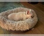 Small Photo #1 French Bulldog Puppy For Sale in HUTCHINSON, KS, USA