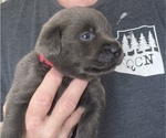 Small Photo #2 Labrador Retriever Puppy For Sale in QUEEN CREEK, AZ, USA