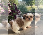 Small #3 Shih Tzu