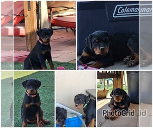 Rottweiler Puppy for sale in LANCASTER, CA, USA