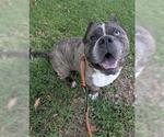 Small #1 Bulldog Mix