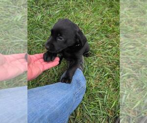 Labrador Retriever Puppy for Sale in EDINBURG, Virginia USA