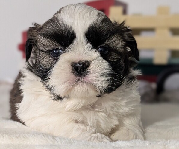 Medium Photo #44 Shih Tzu Puppy For Sale in GOSHEN, IN, USA