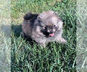 Pomeranian Puppy for sale in LISLE, IL, USA