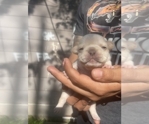 French Bulldog Dog for Adoption in SAINT JOSEPH, Missouri USA