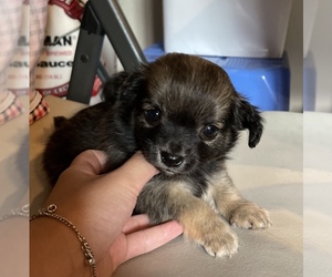 Papillon-Unknown Mix Puppy for sale in MONTEREY PARK, CA, USA