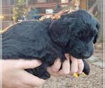 Small #4 Labradoodle