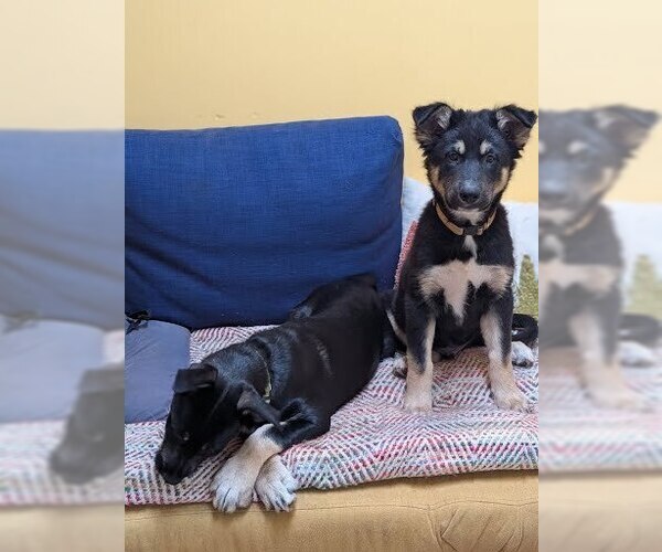 Medium Photo #12 Mutt Puppy For Sale in Pacifica, CA, USA