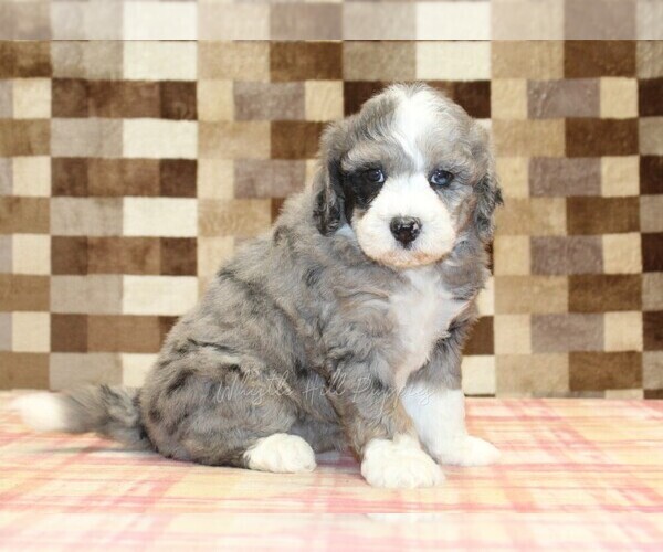 Medium Photo #1 Bernedoodle (Miniature) Puppy For Sale in DENVER, PA, USA