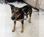 Small #1 German Shepherd Dog Mix
