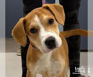 Labrador Retriever-Unknown Mix Dogs for adoption in Washington, DC, USA