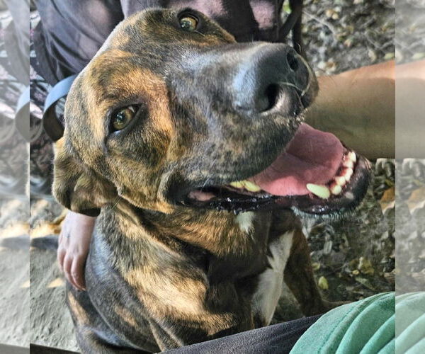 Medium Photo #10 Mountain Cur-Unknown Mix Puppy For Sale in Anniston, AL, USA