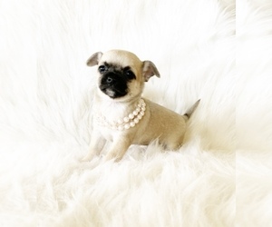 Chihuahua Puppy for sale in SACRAMENTO, CA, USA