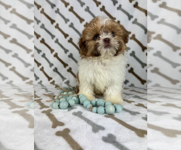 Medium Photo #4 Shih Tzu Puppy For Sale in INDIANAPOLIS, IN, USA