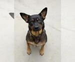 Small Shepweiller