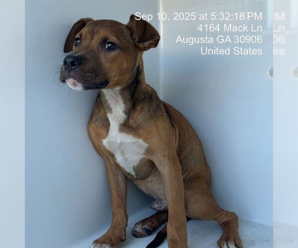 Medium Photo #1 American Pit Bull Terrier-Unknown Mix Puppy For Sale in Augusta, GA, USA