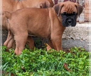 Boxer Puppy for sale in EDEN, PA, USA