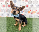 Small #3 Chihuahua Mix