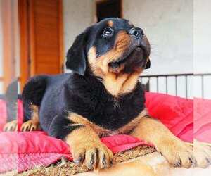 Rottweiler Puppy for sale in FIRESTONE PARK, CA, USA