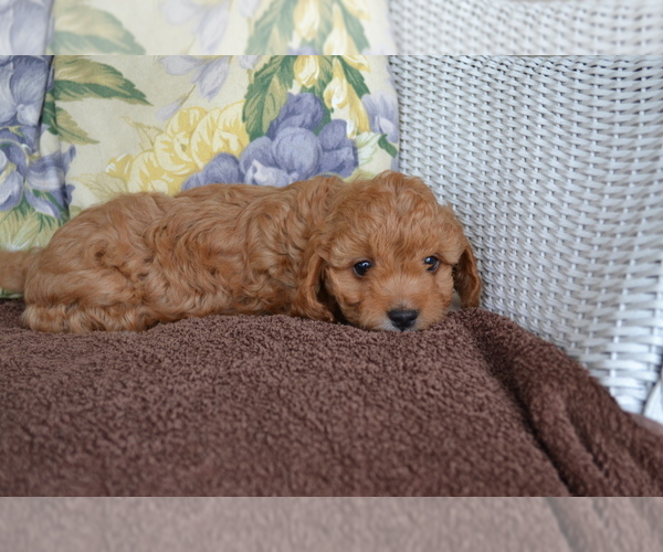 Medium Photo #6 Cavapoo Puppy For Sale in GREENWOOD, WI, USA