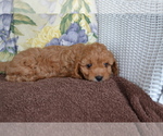 Puppy Daisy Cavapoo