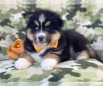 Small Photo #7 Pomeranian-Pomsky Mix Puppy For Sale in LAKELAND, FL, USA