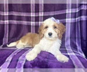 Cavapoo Puppy for sale in LAKELAND, FL, USA