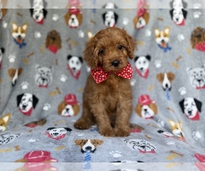 Cavapoo (Miniature) Puppy for sale in LAKELAND, FL, USA