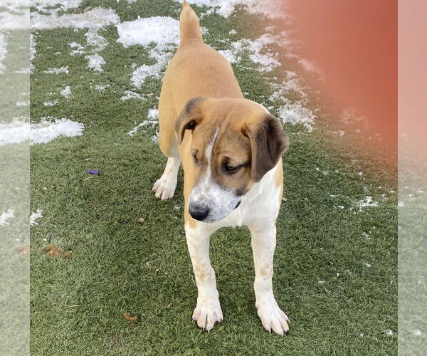 Medium Photo #13 Retriever -Unknown Mix Puppy For Sale in GILBERTS, IL, USA