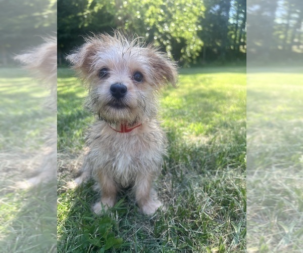 Medium Photo #4 Morkie Puppy For Sale in DURHAM, CT, USA