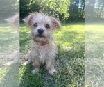 Small #3 Morkie