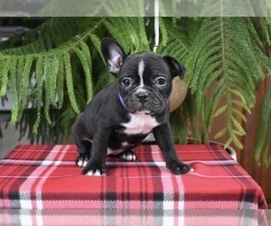 Faux Frenchbo Bulldog Puppy for sale in MILLERSBURG, OH, USA