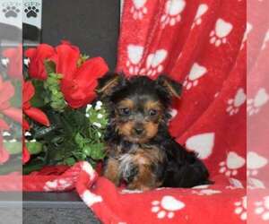 Yorkshire Terrier Puppy for sale in SEATTLE, WA, USA