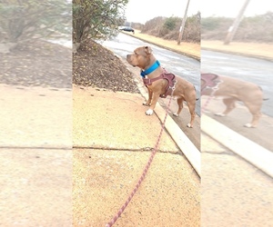 American Bully Puppy for sale in MEMPHIS, TN, USA