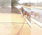 Small American Bully