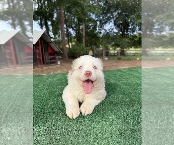 Medium Photo #7 Australian Shepherd Puppy For Sale in EUSTIS, FL, USA